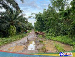 Luput Dari Perhatian Pemerintah Jalan Berlumpur Hancur, Jalan  di Desa Tambak Cimarga