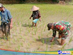 Ketahanan Pangan, Babinsa Ranca Iyuh Dampingi Petani Tanam Padi