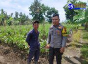 Bhabinkamtibmas Beri Penyuluhan Pemanfaatan Lahan Produktif, Kapolres: Ini Bentuk Dukungan Nyata untuk Ketahanan Pangan