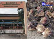 PKS PTPN 4 Ajamu Diduga Beli Sawit Mentah, Manager Enggan Beri Komentar