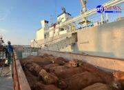 Komitmen Layanan Livestock Pelindo Kawal Ketahanan Pangan Nasional