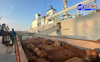 Komitmen Layanan Livestock Pelindo Kawal Ketahanan Pangan Nasional