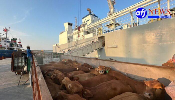Komitmen Layanan Livestock Pelindo Kawal Ketahanan Pangan Nasional