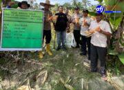 Kapolsek Air Joman Gelar Panen Jagung Bersama Forkopimcam Silau Laut, Wujud Dukungan Ketahanan Pangan di Asahan