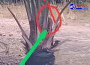 Diduga Rugikan Negara Ratusan Juta Rupiah, Biaya Perawatan Bibit Sawit Lewat Umur di PTPN IV Kebun Marsel Jadi Sorotan.