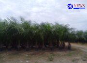 Proyek Pembibitan Sawit PTPN IV Kebun Marsel Diduga Sarat Penyimpangan, LMR RI: Bibit Lewat Umur Sudah Berbuah Dompet.