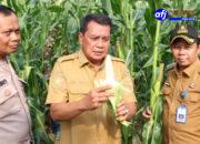Bupati Tangerang Panen Jagung Pulut di Kecamatan Sukamulya