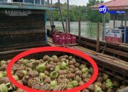 Kapal KM. M. AGUNG JAYA 02 Diduga Angkut Ribuan Tabung LPG Ilegal, Penegak Hukum Diminta Bertindak