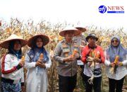 Polres Pelabuhan Belawan Laksanakan Panen Raya Jagung Program Ketahanan Pangan