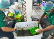 Lapas Rantauprapat Terapkan Pengawasan Ketat Bahan Makanan yang Disajikan Bagi Warga Binaan Sesuai Mutu dan Kualitas