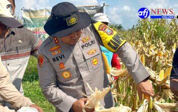 Kapolres Asahan Hadiri Panen Jagung Kuartal IV 2025, Dukung Swasembada Pangan di Rawang Panca Arga