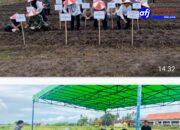 Ketahanan Pangan, Sinergi Babinsa dan BUMDes Tanam Jagung Perdana