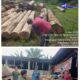 Apresiasi Luar Biasa ! Keberanian Gakkum Sumatera Sikat Mafia Ilegal Logging Labura dari Hulu hingga Hilir Tuai Pujian Masyarakat.