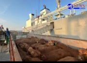 Pelindo Multi Terminal Group Catat Pertumbuhan Trafik _Livestock_ sebesar 6,7 Persen