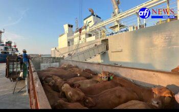 Pelindo Multi Terminal Group Catat Pertumbuhan Trafik _Livestock_ sebesar 6,7 Persen