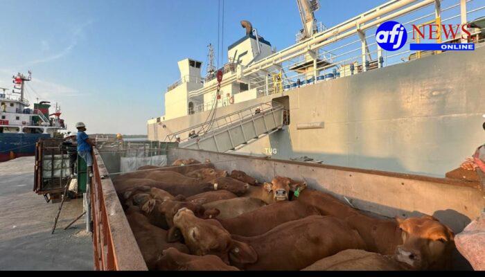 Pelindo Multi Terminal Group Catat Pertumbuhan Trafik _Livestock_ sebesar 6,7 Persen