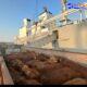 Pelindo Multi Terminal Group Catat Pertumbuhan Trafik _Livestock_ sebesar 6,7 Persen