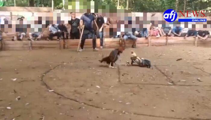 Judi Sabung Ayam Diduga Berjalan Mulus di Nanga Danau, Publik Desak Aparat Jangan Hanya Jadi Penonton