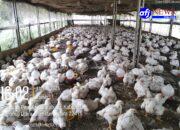 BUMDes Saribu Raja Merugi Rp 70juta, Ada Saos Didalam Kacang?