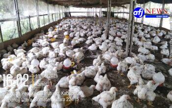 BUMDes Saribu Raja Merugi Rp 70juta, Ada Saos Didalam Kacang?