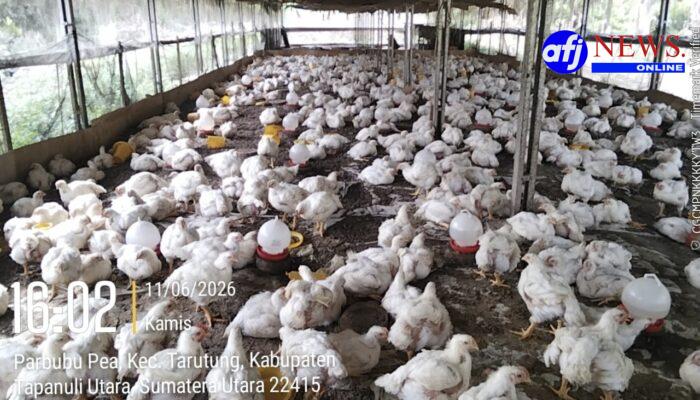 BUMDes Saribu Raja Merugi Rp 70juta, Ada Saos Didalam Kacang?